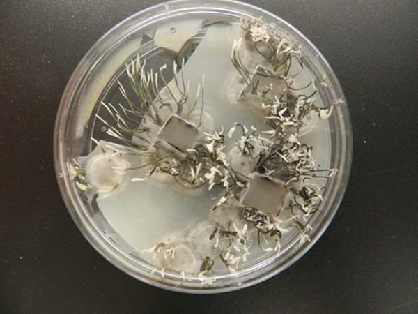 Photo of مقدمه‌ای بر قارچ‌های بیماری‌زا